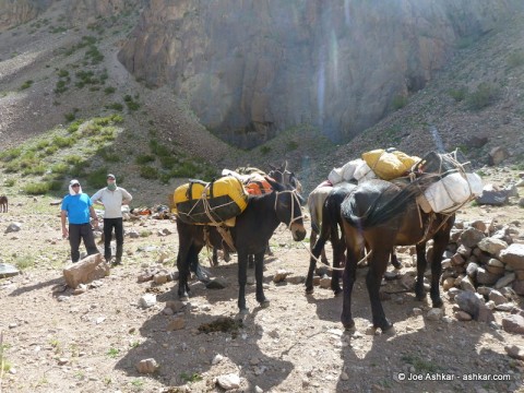 Mules with our gear and food.