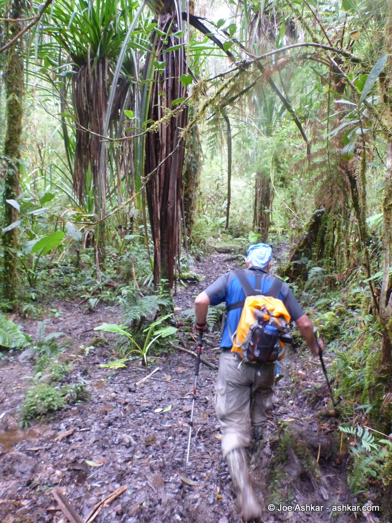 Mud in the Jungle.