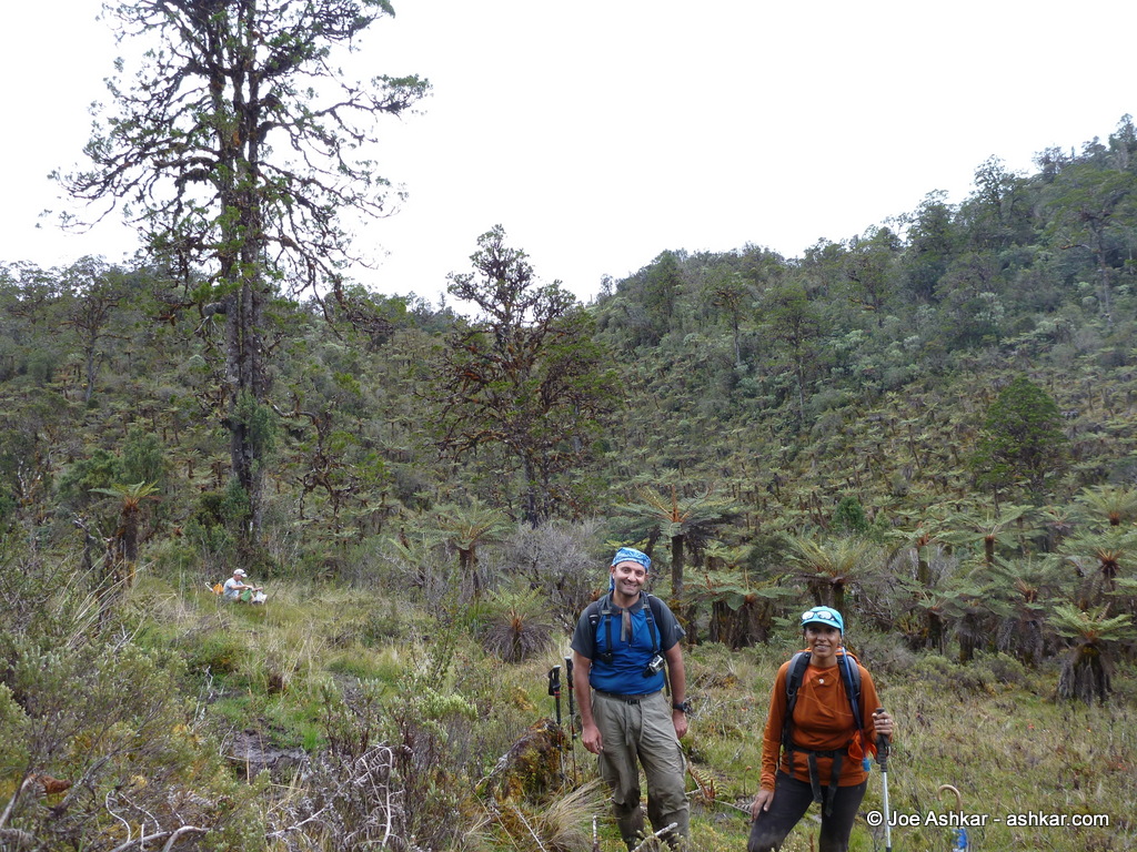Moving along a Papua forest of mini palm trees.
