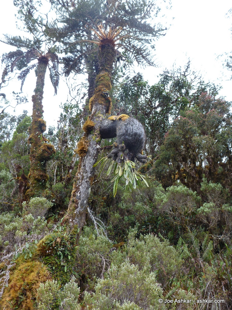 Interesting Plant Life.