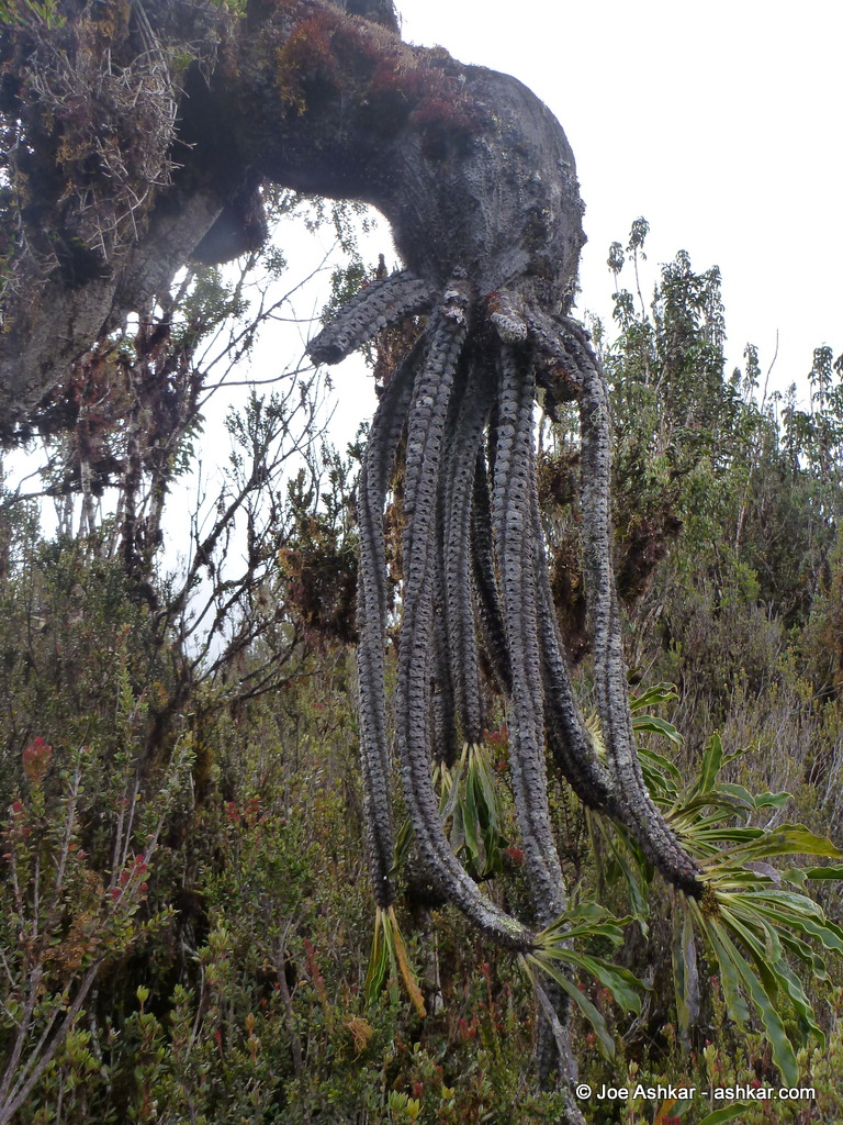 Flora on West Papua.