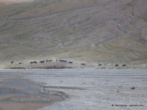Mules carrying loads in the Vacas Valley.